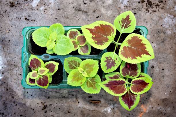 Coleos seedlings in February, 2021.