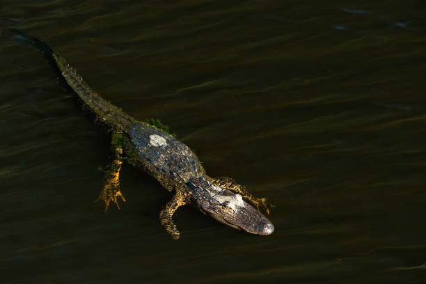 istock Small alligator swimming in Florida lake 1300777086