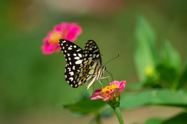 istock Butterfly and flower 1300778804