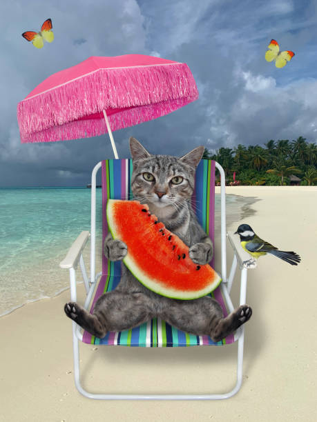 le chat gris sur la présidence de plage mange la pastèque - coral break photos et images de collection