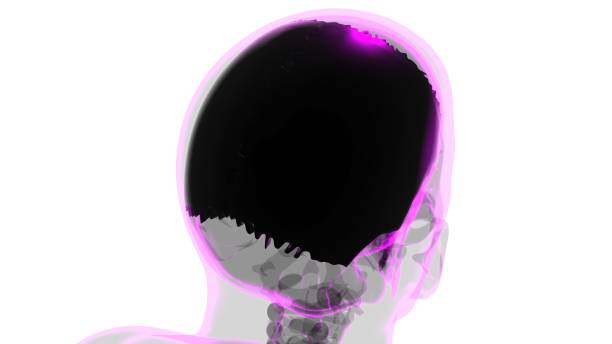 istock Human Skeleton Skull Parietal Bone Anatomy For Medical Concept 1300780031