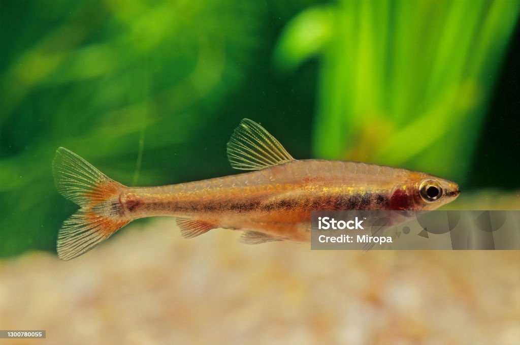 Nannostomus beckfordi The pencil fishes are a family (Lebiasinidae) of freshwater fishes found in Costa Rica, Panama, and South America. Animal Stock Photo