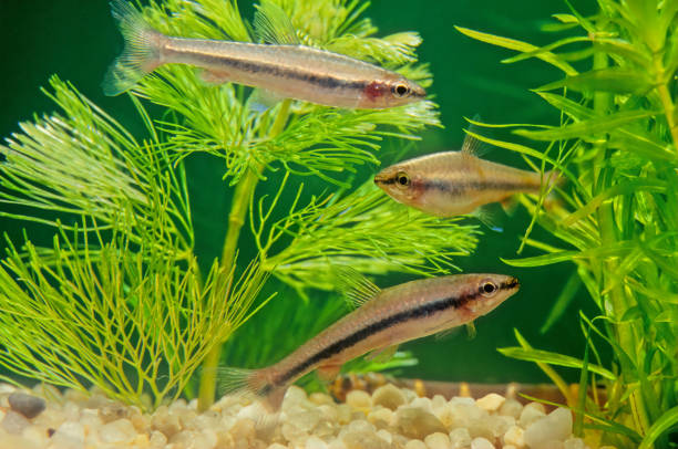 istock Nannostomus beckfordi 1300780056