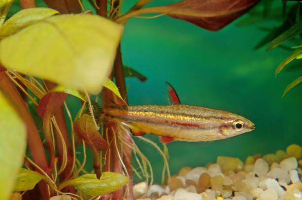 istock Nannostomus trifasciatus 1300780062