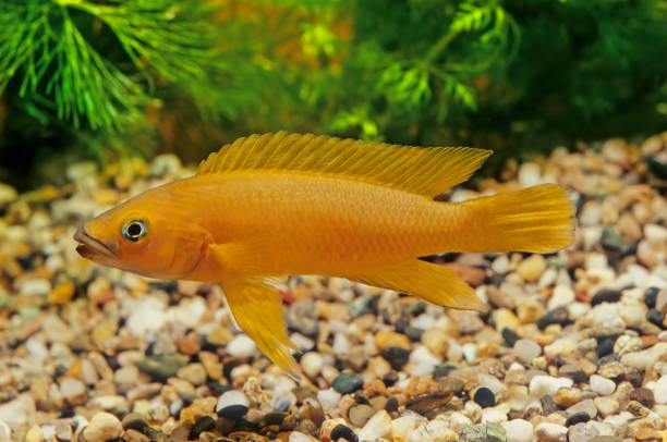 Neolamprologus leleupi Neolamprologus leleupi (lemon cichlid) is a species of cichlid endemic to Lake Tanganyika where it occurs throughout the lake. cichlid stock pictures, royalty-free photos & images