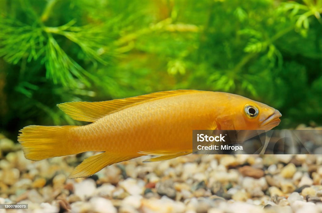 Neolamprologus leleupi Neolamprologus leleupi (lemon cichlid) is a species of cichlid endemic to Lake Tanganyika where it occurs throughout the lake. Cichlid Stock Photo