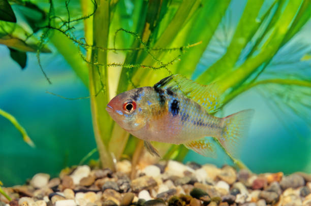 Ram cichlid The blue ram, Mikrogeophagus ramirezi, is a species of freshwater fish endemic to the Orinoco River basin, in the savannahs of Venezuela and Colombia in South America blue ram fish stock pictures, royalty-free photos & images
