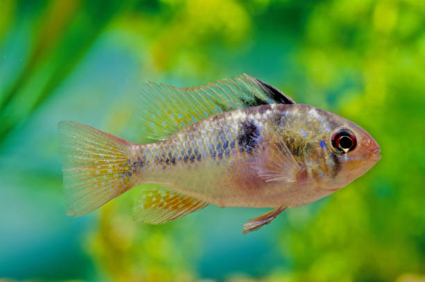 Ram cichlid The blue ram, Mikrogeophagus ramirezi, is a species of freshwater fish endemic to the Orinoco River basin, in the savannahs of Venezuela and Colombia in South America blue ram fish stock pictures, royalty-free photos & images