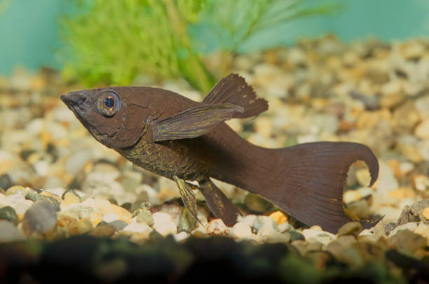 Sailfin molly, black Molly The sailfin molly (Poecilia latipinna) is a species of fish of the genus Poecilia. They inhabit fresh, brackish, salt, and coastal waters from North Carolina to Texas and the Yucatán Peninsula of Mexico. black molly fish stock pictures, royalty-free photos & images