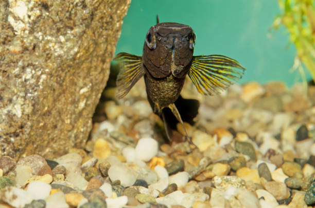 The sailfin molly (Poecilia latipinna) is a species of fish of the genus Poecilia. They inhabit fresh, brackish, salt, and coastal waters from North Carolina to Texas and the YucatÃ¡n Peninsula of Mexico.