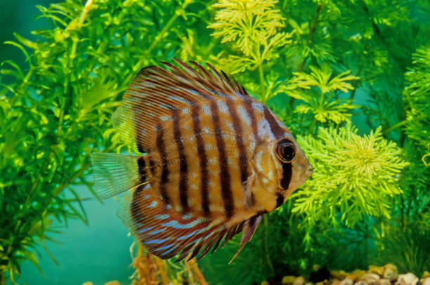 Symphysodon aequifasciatus Symphysodon aequifasciatus, the blue discus or brown discus, is a species of cichlid native to rivers of the eastern and central Amazon Basin downriver from the Purus arch. symphysodon aequifasciatus stock pictures, royalty-free photos & images