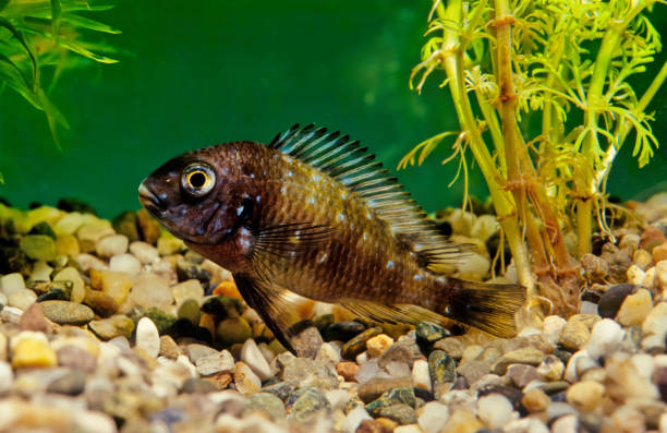 istock Tropheus duboisi 1300780135
