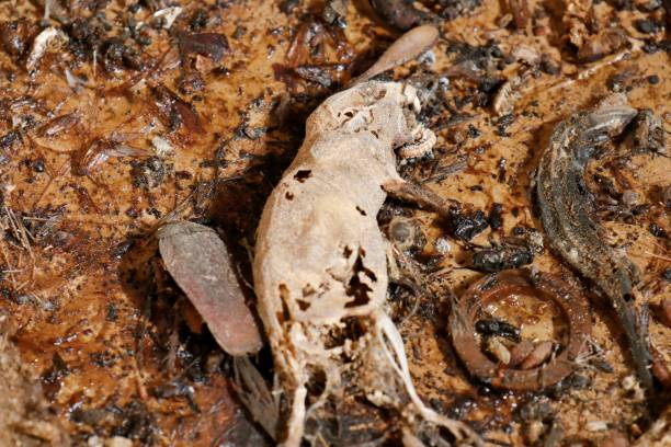 죽은 마우스 - dead animal mouse dead body death 뉴스 사진 이미지