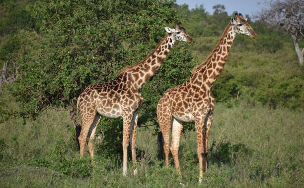 istock Two Giraffes in Masai Mara, Full Shot 1300781006