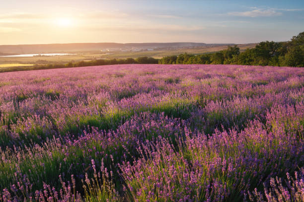 istock Meadow of lavender at sunset. 1300781253