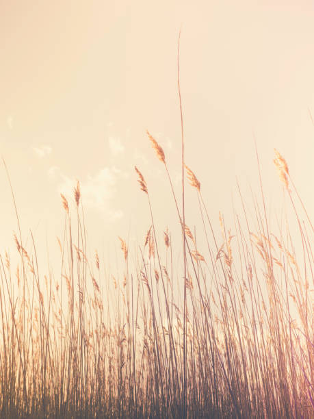 istock Retro Style Brown Common Reed Plants with Flowers on Soft Yellow Background 1300781362