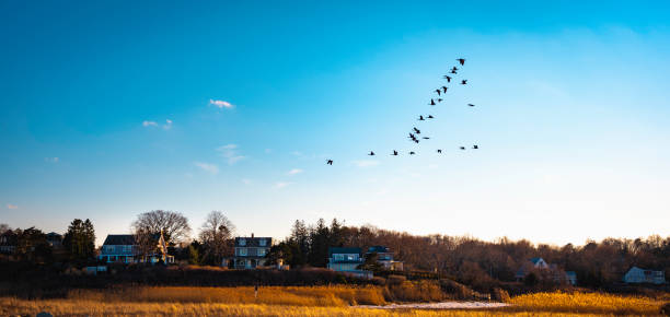 istock Migrating Geese Flying over the Seaside Village over the Marshland 1300781799