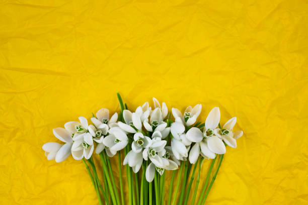 istock Bouquet of delicate snowdrops on a yellow background. Flat lay. 1300782499