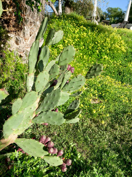 istock Prickly pears on the cacti plants 1300782779