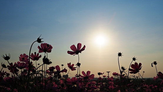 Silhouette cosmos flowers with sunset.