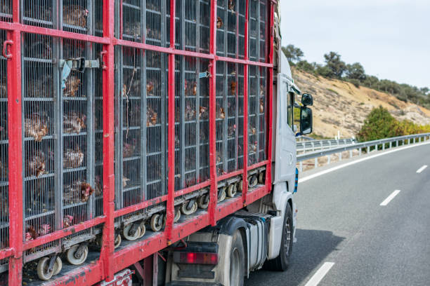 Truck with cages for transporting live animals.