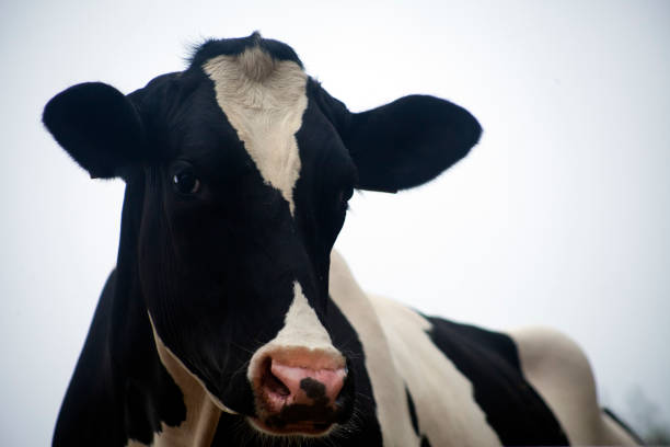 Beautiful black and white Holstein cow head looking at camera, close-up low angle view. A Coruna province, Galicia, Spain.