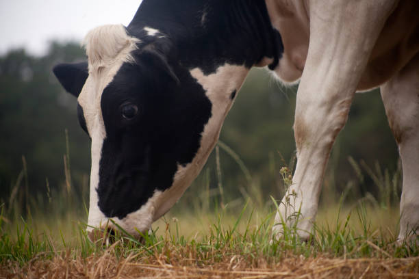 istock Beautiful Holstein cow grazing, Galicia, Spain. 1300785256