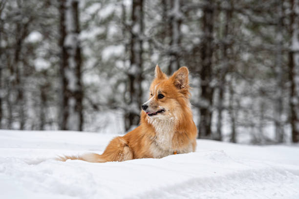 istock Welsh Corgi Pembroke on a walk in a beautiful winter forest 1300786810