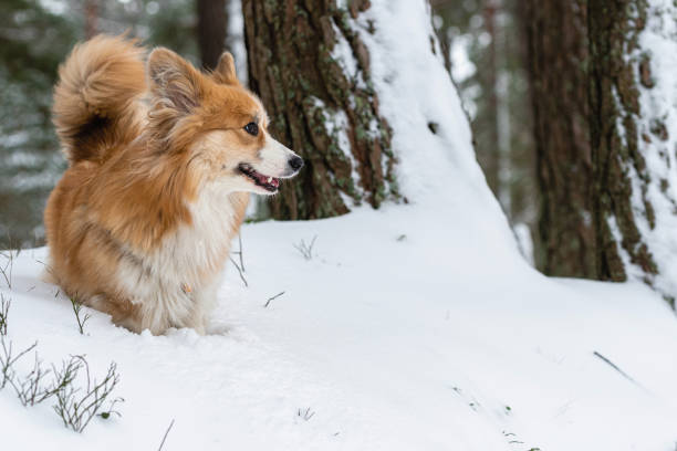 istock Welsh Corgi Pembroke on a walk in a beautiful winter forest 1300786853