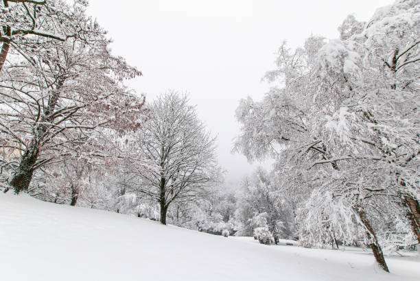 istock Snow-covered trees in a snowy park in hazy weather. 1300787812