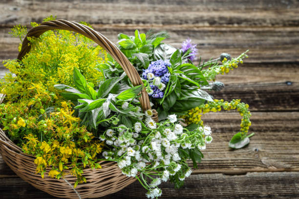 surtido de hierbas frescas de jardín en la cesta - herb chamomile flower arrangement flower fotografías e imágenes de stock