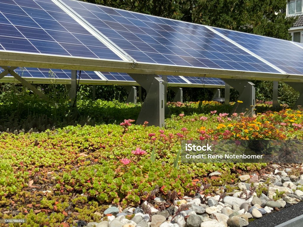 Sonnenkollektoren auf einem blühenden grünen Serumdach zur Erzeugung erneuerbarer Energien und Klimaanpassung - Lizenzfrei Dachgarten Stock-Foto