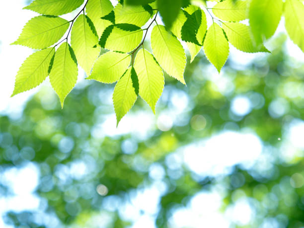 istock Zelkova leaves shining in the sunlight through the trees 1300789181