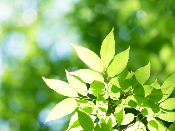 istock Zelkova leaves shining in the sunlight through the trees 1300789202