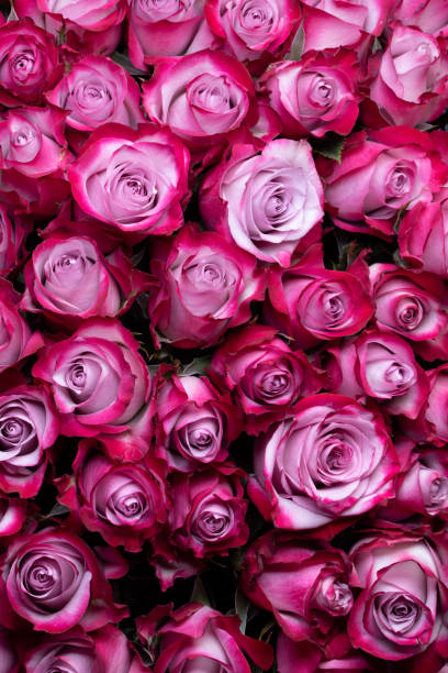 istock Pink rose flowers background 1300791448