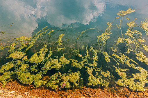 The lake or river bloomed and small green algae and ooze multiplied in it. The concept of a natural disaster and the release of harmful substances into the water and ecosystem disturbance