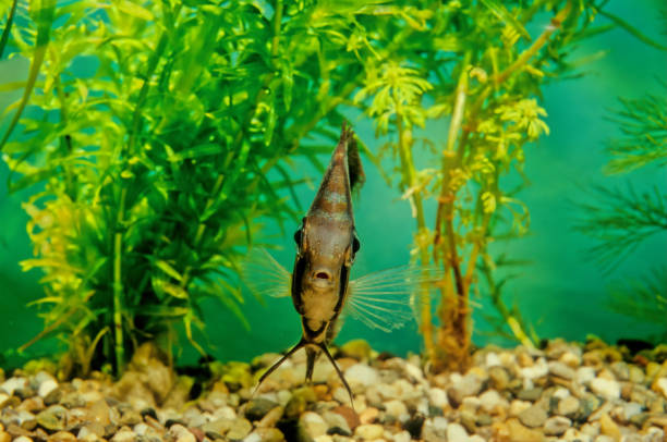 istock Symphysodon aequifasciatus 1300792250