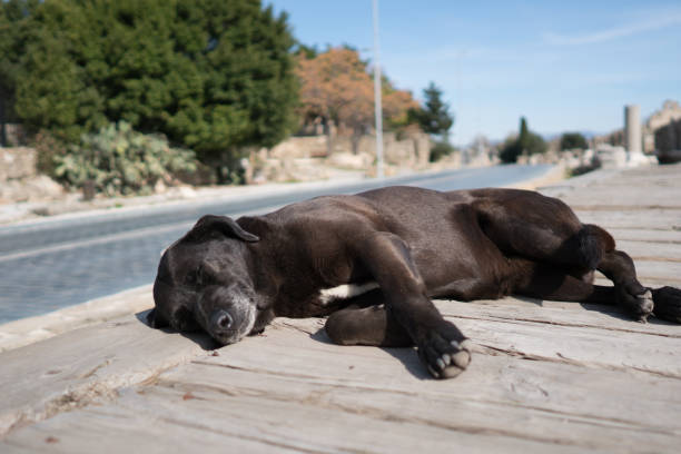 Sleeping dog