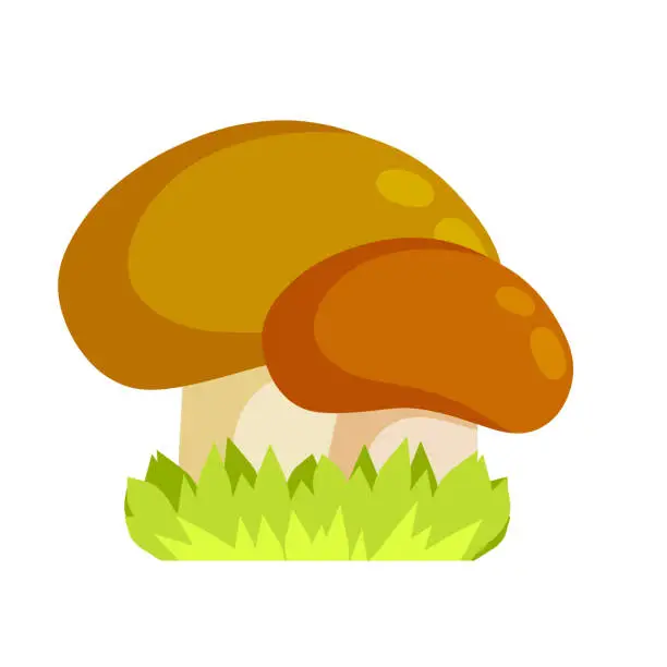 Vector illustration of Boletus edulis - cep. Mushroom with a brown cap. Natural product from the forest with green grass. Flat cartoon illustration. Eco-friendly food
