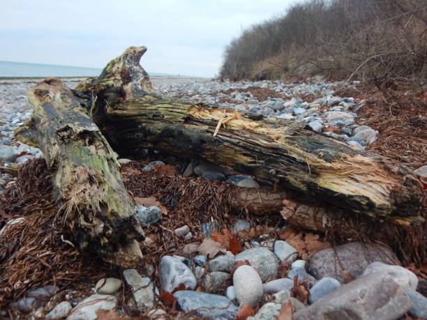 istock On the Baltic Sea coast in winter 1300794783