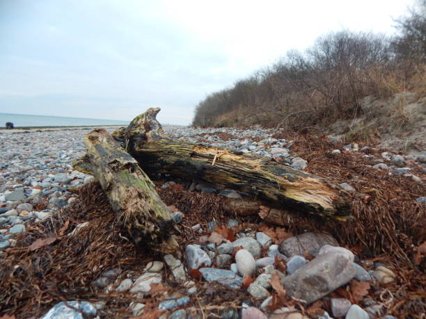 istock On the Baltic Sea coast in winter 1300794790