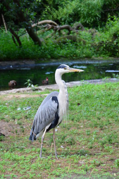 istock grey heron in Frankfurt am Main zoo 1300794902