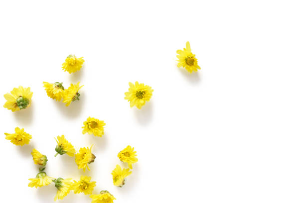 istock Yellow chrysanthemum flowers 1300795734