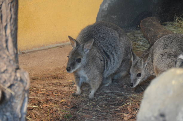istock The red-necked wallaby or Bennett's wallaby (Macropus rufogriseus) 1300795927