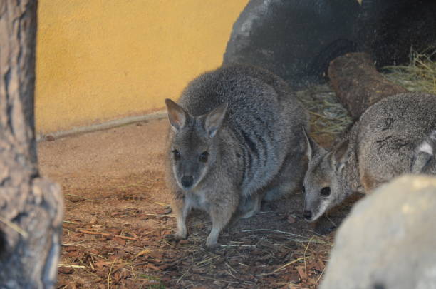 istock The red-necked wallaby or Bennett's wallaby (Macropus rufogriseus) 1300795940