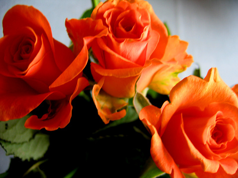 Valentine's Day - As A Symbol Three Red-Orange-Yellow Roses