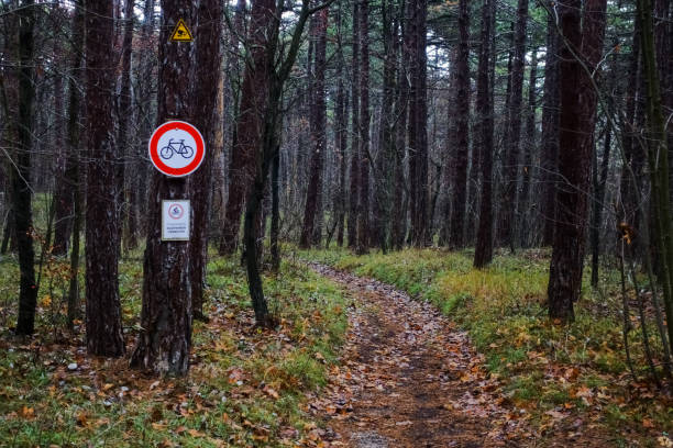 istock sign for cycling band on a tree in a forest with many trails 1300797225