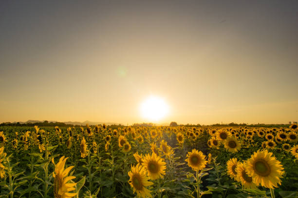 istock Evening sunset In the sunflower garden 1300798230
