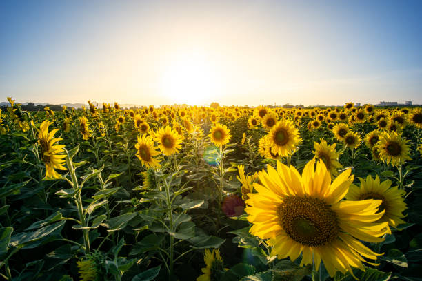 istock Evening sunset In the sunflower garden 1300798245