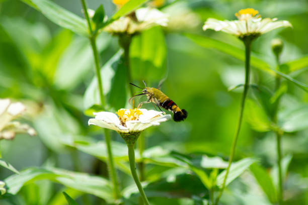 istock Butterfly and flower 1300798262